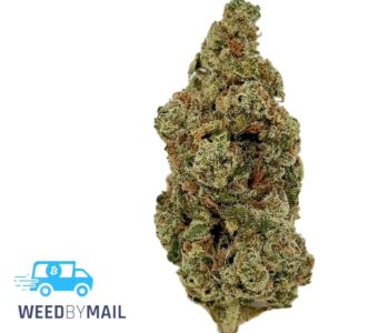 Tier 1 Dirty Girl (36.88%THC)(Sativa)