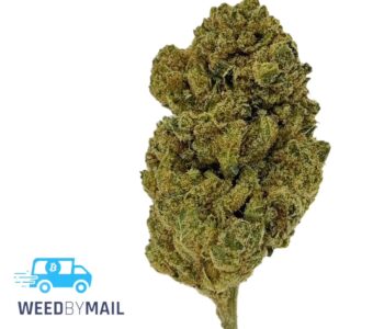 Tier 3 Gorilla Glue (28.49% THC)(Hybrid)