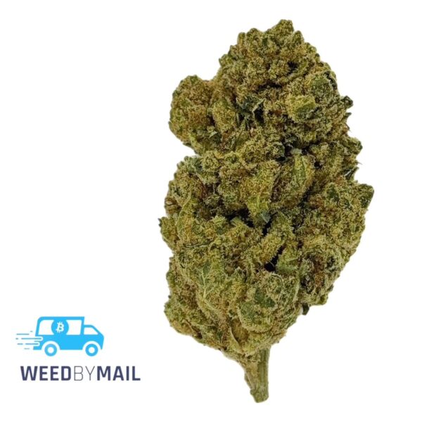 Tier 3 Gorilla Glue (28.49% THC)(Hybrid)