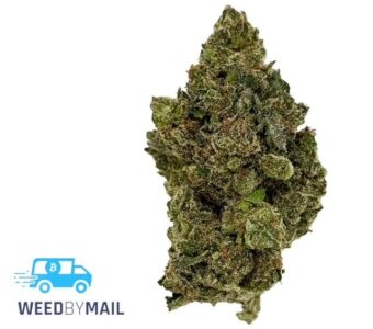 Tier 3 Galactica OG (28.74% THC) (Indica)