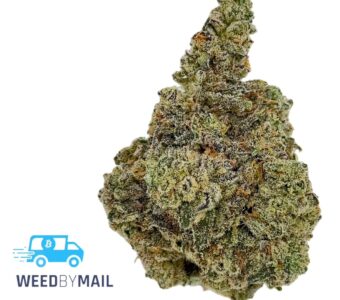 Tier 1 Donny Burger (35.78% THC) (Indica)