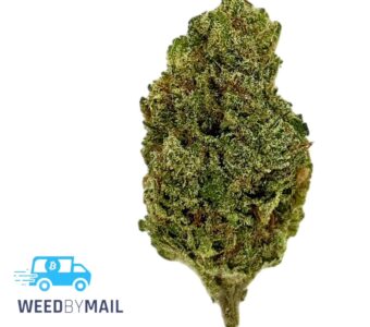 Tier 3 Sour Jack (28.87% THC)(Sativa)