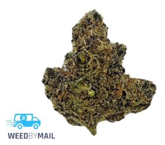 Tier 1 Tropicana Cookies (35.89% THC) (Sativa)