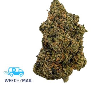 Tier 1 Cereal Milk (36.78% THC)(Hybrid)