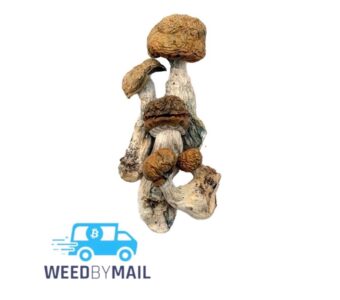 Magic Mushrooms – Albino Penis Envy