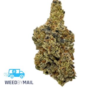 Tier 1 Bay 11 (36.88%THC)(Sativa)