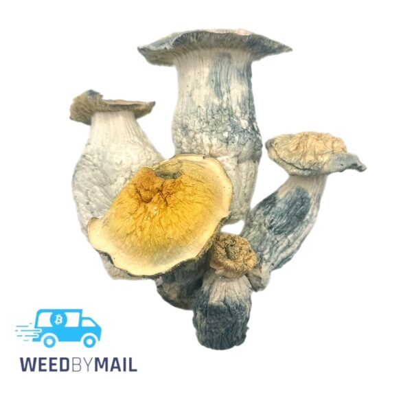 Magic Mushrooms - Albino MelMac