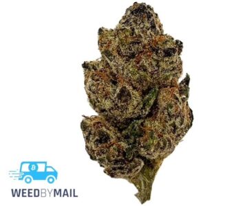 Tier 3 Dosidos (28.97% THC)(Hybrid)