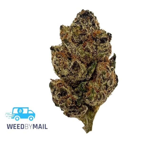 Tier 3 Dosidos (28.97% THC)(Hybrid)