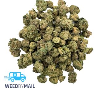 Tier 2 (Small Buds) Venice OG (31.84% THC)(Sativa)