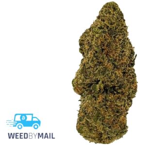 Tier 3 Green Dragon (28.67% THC) (Indica)