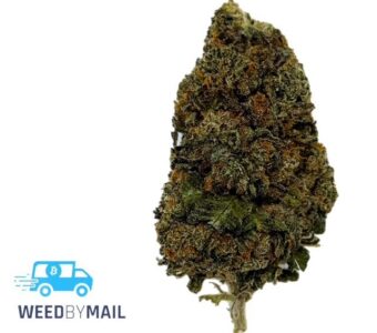 Tier 3 Ghost Ship (28.67% THC) (Indica)