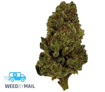 Tier 3 Buffalo Bill (28.82% THC)(Sativa)