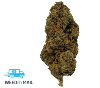 Tier 3 Motor Breath (28.74% THC)(Hybrid)