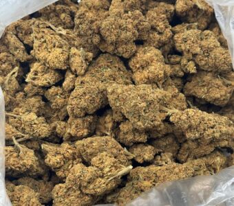$350 LB Special “Black Domina”