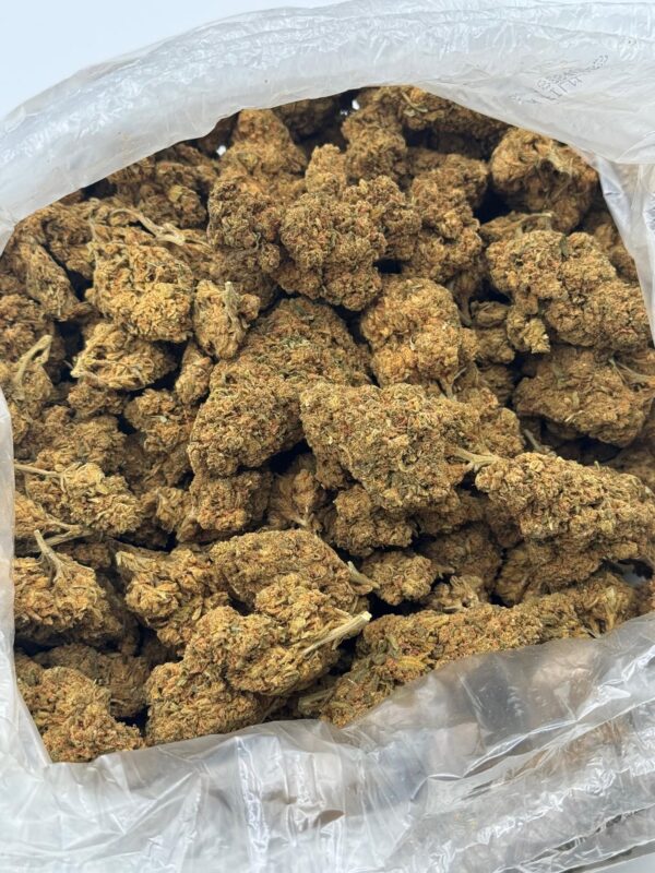 $350 LB Special "Black Domina"