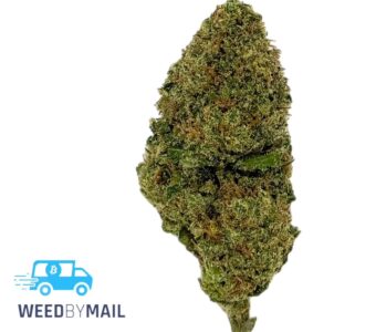 Tier 3 Lemon Meringue (28.93% THC)(Sativa)