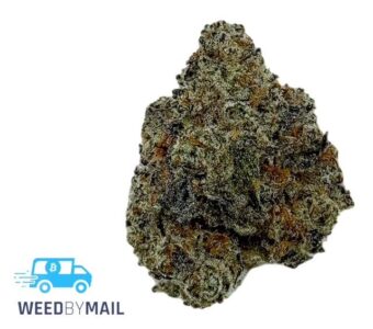 Tier 1 White Truffle (36.87% THC)(Hybrid)