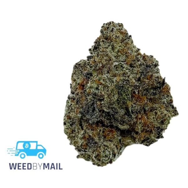 Tier 1 White Truffle (36.87% THC)(Hybrid)