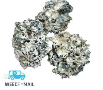 Magic Mushrooms – Enigma