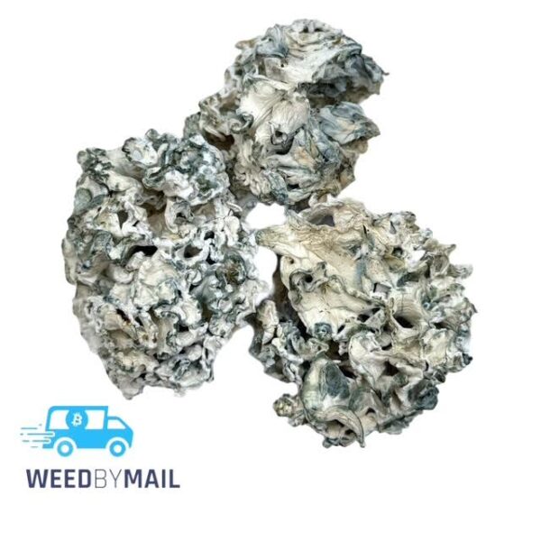 Magic Mushrooms - Enigma