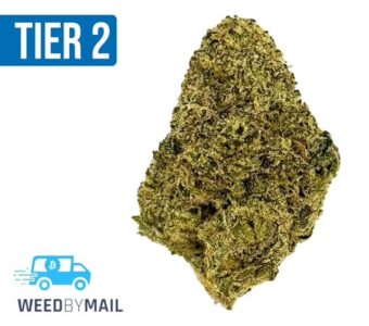 Tier 2 Neptune Kush (32.83% THC)(Indica)