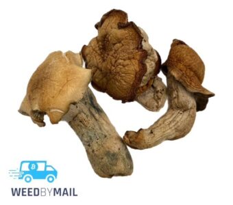 Magic Mushrooms – Golden Teacher