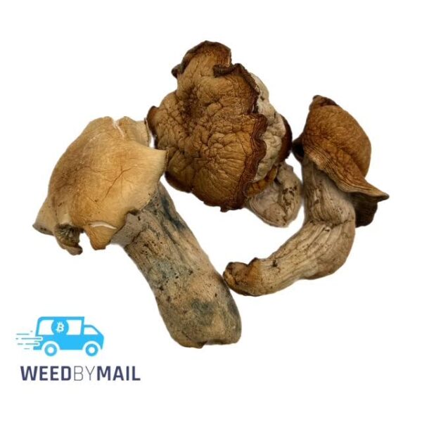 Magic Mushrooms - Golden Teacher
