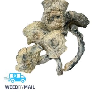 Magic Mushrooms – Shakti