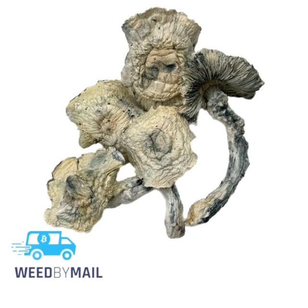 Magic Mushrooms - Shakti