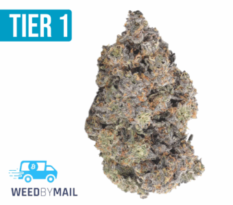 Tier 1 Acapulco Gold (36.95%THC)(Sativa)