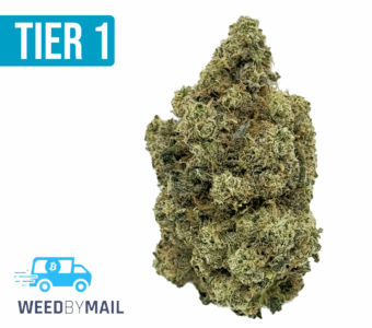 Tier 1 King Louis Cookies (35.81% THC)(Indica)
