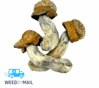 Magic Mushrooms – Killa Gorilla