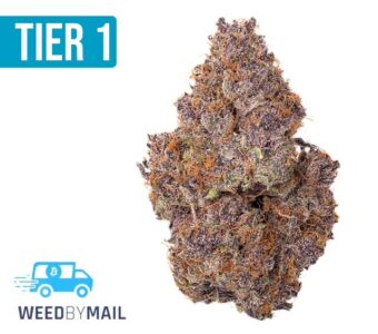 Tier 1 Gelato (36.91% THC)(Hybrid)