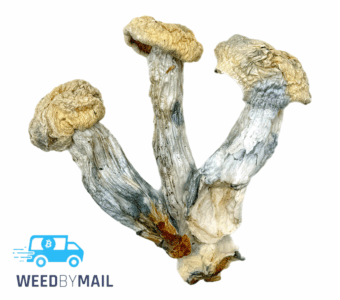 Magic Mushrooms – ICE