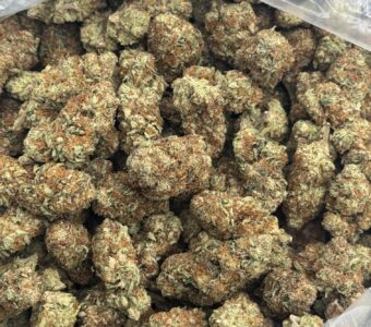 $500 LB Special “Watermelon Z”