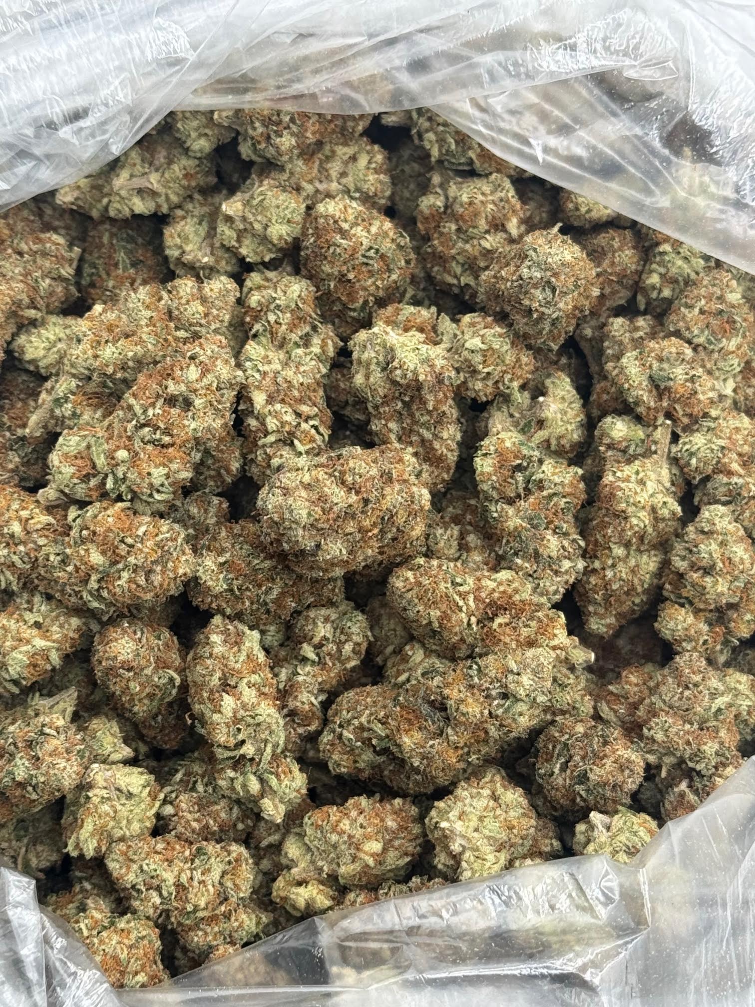 $500 LB Special "Watermelon Z"