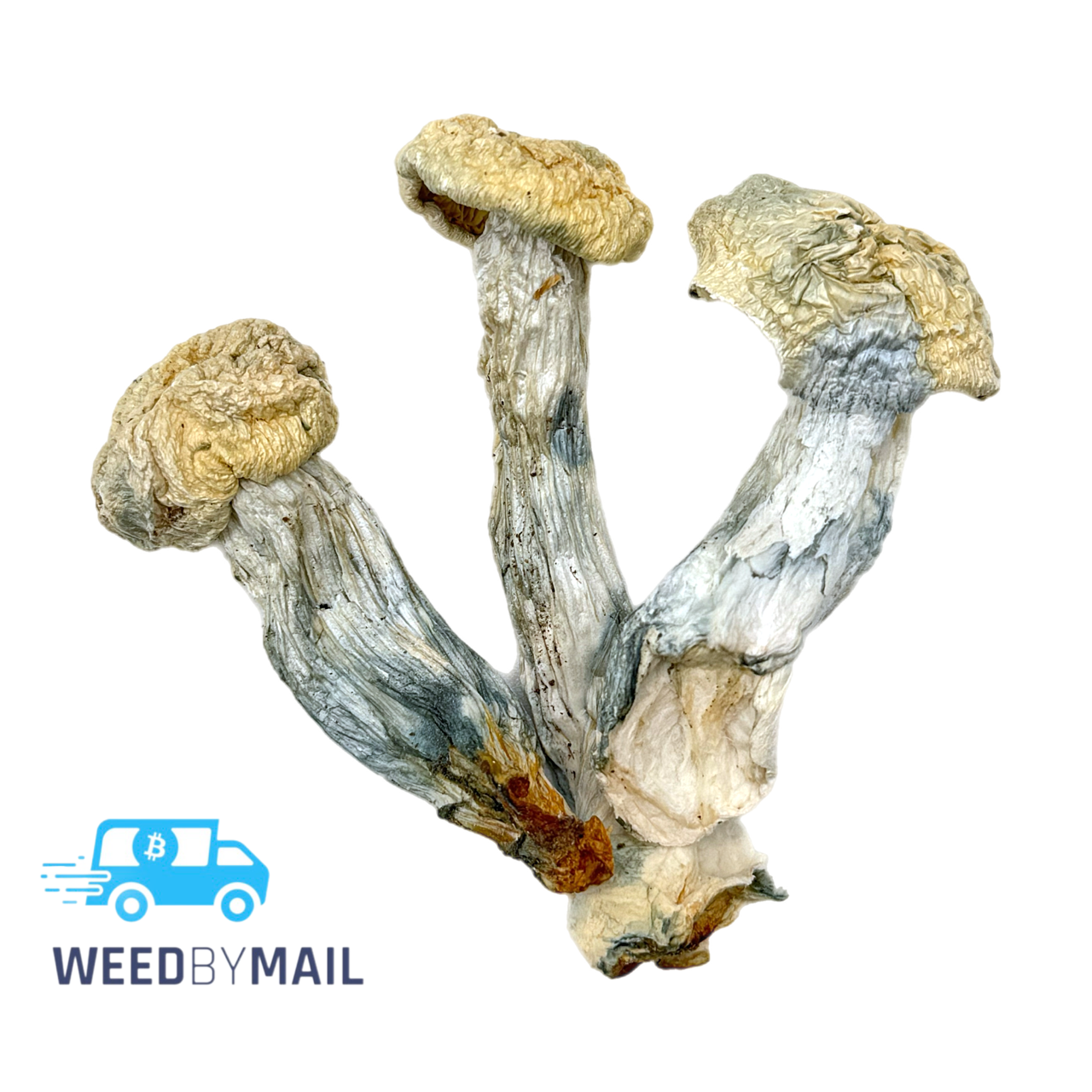 Magic Mushrooms - ICE