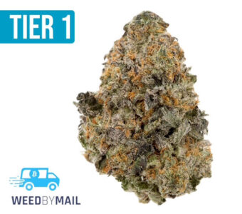 Tier 1 Versace (36.93% THC)(Hybrid)