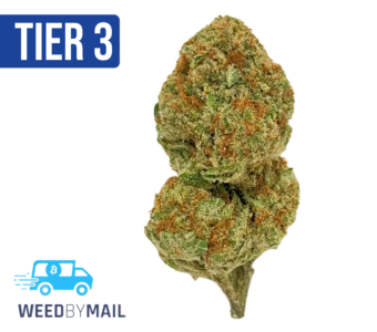 Tier 3 Panama Punch (28.93% THC) (Sativa)