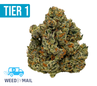 Tier 1 Gelato #41 (36.92% THC)(Hybrid)