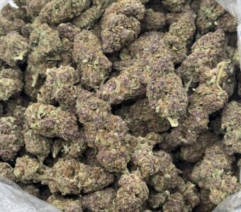 $600 LB Special “Purple Tangie” (Sativa)