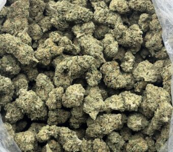 $650 LB Special – White Runtz (Hybrid)