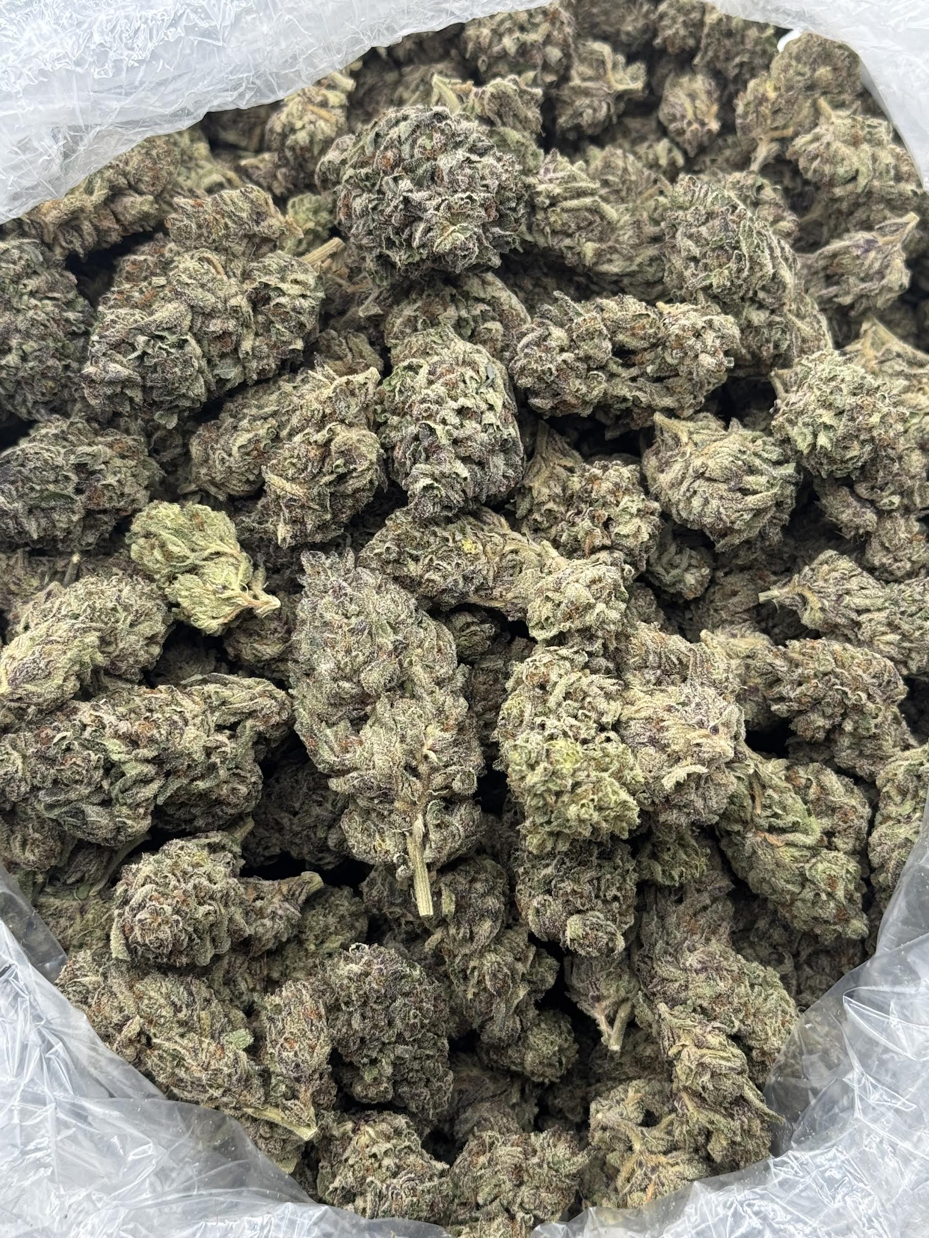 $750 LB Special - Tropicali (Hybrid)