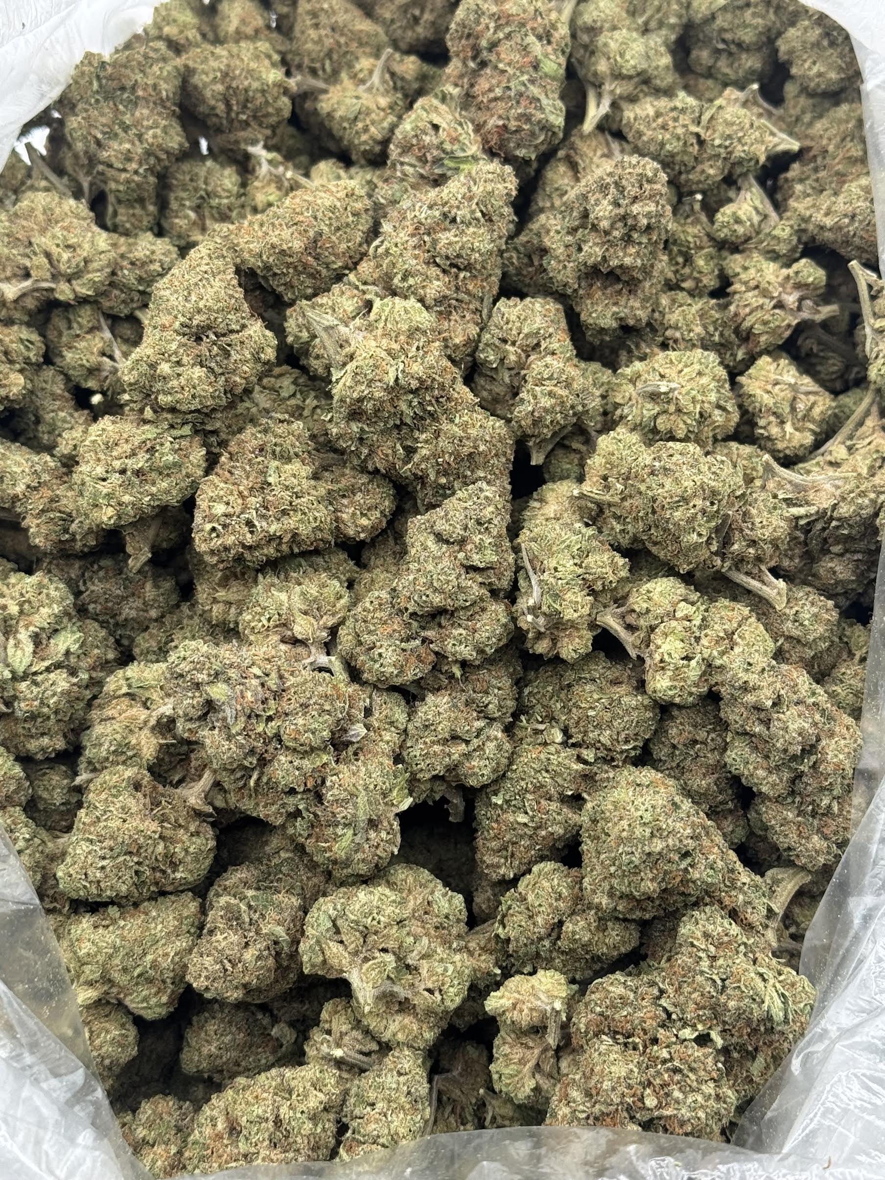 $600 LB Special - Hippie Crasher (Hybrid)