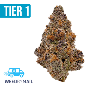 Tier 1 Tropicana Cookies (36.88% THC)(Sativa)