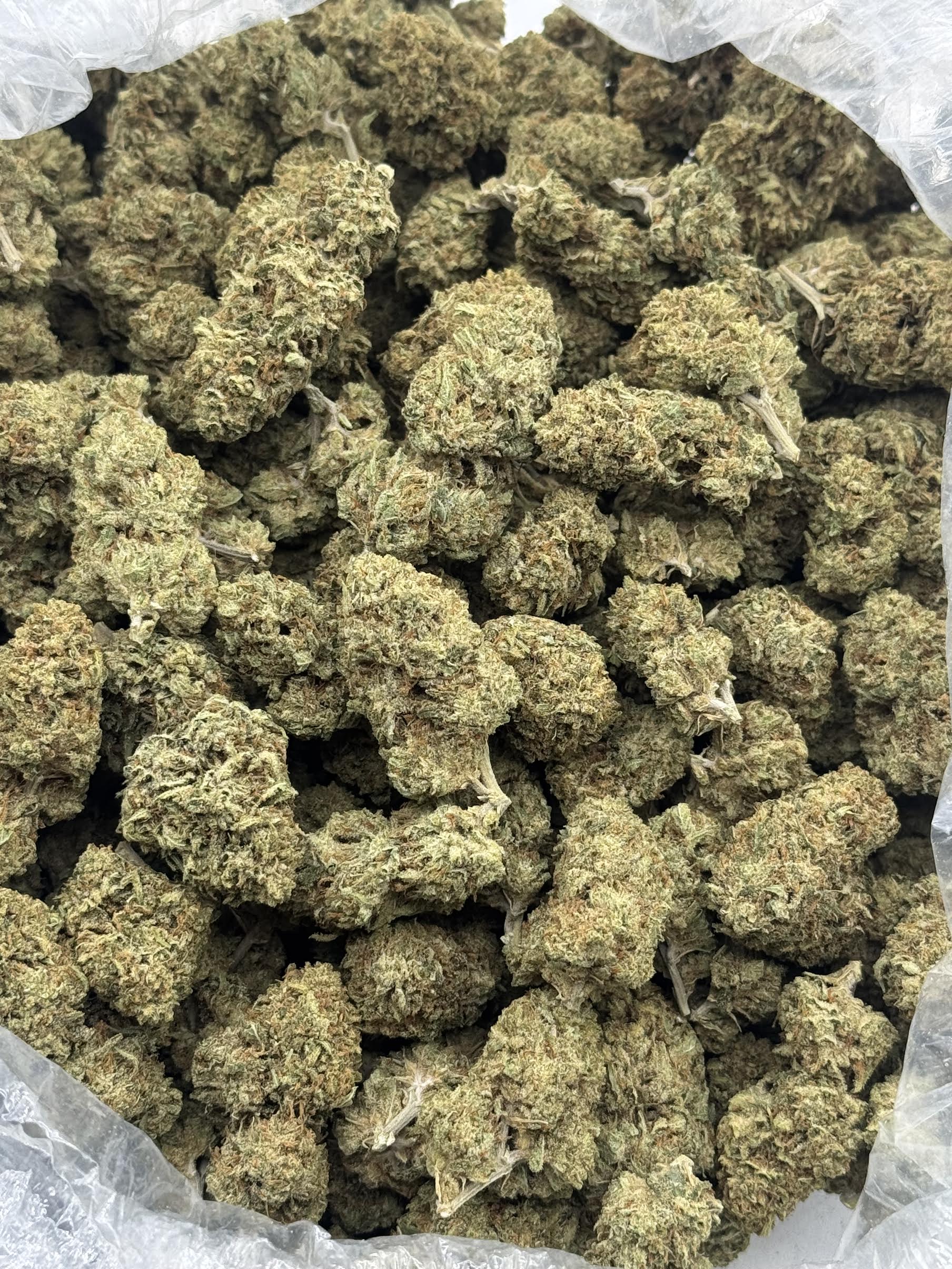 $600 LB Special - GMO Cookies (Hybrid)