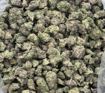 $850 Small Buds LB Special – Passion Fruit (Sativa)