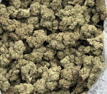 $600 LB Special – Gas Berry (Hybrid)
