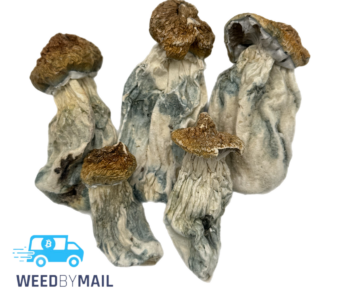 Magic Mushrooms – Penis Envy